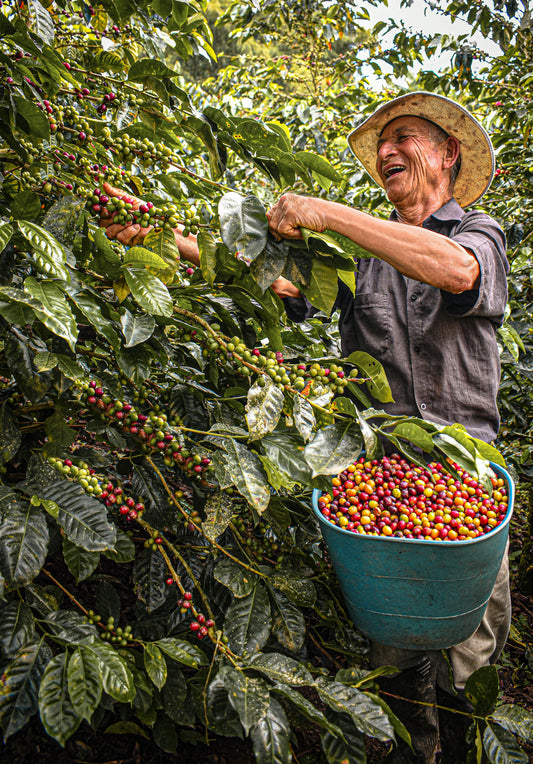 Exploring the Rich Aroma and Ethical Impact of Organic Coffee
